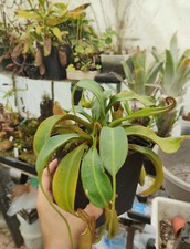 Nepenthes burbidgeae veitchii d'occasion  Beaumont-de-Lomagne