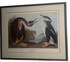 J.j. audubon red for sale  Sand Springs