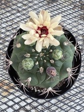 Gymnocalycium pflanzii cactus for sale  Jurupa Valley