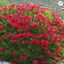 Jannoch bright red for sale  Mobile
