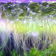 Amazon frogbit tropical for sale  CHIGWELL