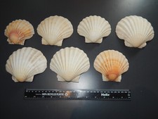 Cornish scallop shells. for sale  PETERBOROUGH