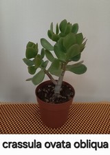 Cactus succulente usato  Lentini