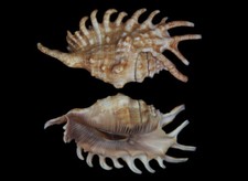 Seashell: Lambis millepeda 129,3 mm F+++ (das Filipinas) comprar usado  Enviando para Brazil