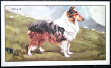 Rough coated collie for sale  Shipping to Ireland
