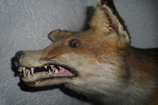 Fuchs rüde präparat gebraucht kaufen  Einhausen