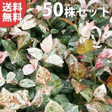 Snow vine 9cm for sale  Shipping to United Kingdom