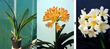 clivia d'occasion clivia d'occasion Fumel