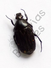 Usado, *** BEETLES, (244028) , Cetoniidae, Cetoninae ssp., Madagascar *** comprar usado  Enviando para Brazil