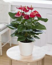 Red anthurium laceleaf for sale  UK