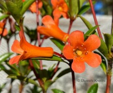 Rhododendron penny whistle for sale  Honolulu