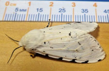 tiger moth for sale tiger moth for sale Houston