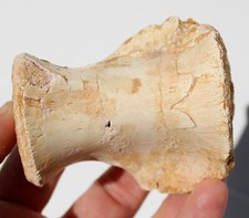 Fossil crocodile vertebra for sale  BECCLES