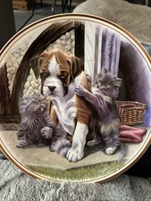 Lovely boxer puppy for sale  TRURO