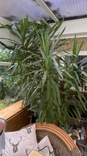 Giant yukka indoor for sale  FORDINGBRIDGE
