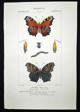 1831 pretre originale usato  Urbino