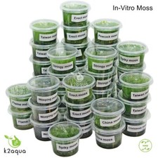 Vitro moss live for sale  HOUNSLOW