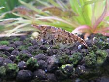 Neocaridina cull shrimps for sale  Dacula