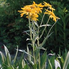Helenium hoopsii sneezeweed for sale  WITHAM