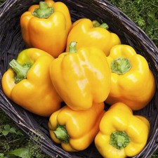 Golden cali wonder for sale  Berwyn