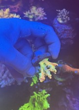 Purple tips acropora for sale  MELTON MOWBRAY