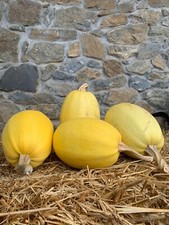 Zucca spaghetti semi usato  Cagliari