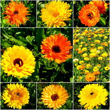 Ringelblume calendula farbenfr gebraucht kaufen  Homberg (Efze)