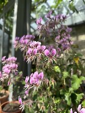 Pelargonium cordifolium var. for sale  STOWMARKET