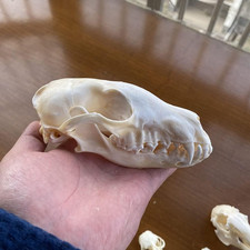 9pcs vero animale usato  Roma