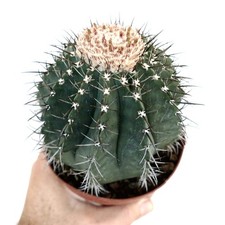 Melocactus glaucescens white d'occasion  Expédié en France