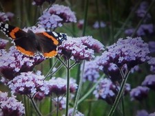 Verbena bonariensis seedling for sale  PENRITH