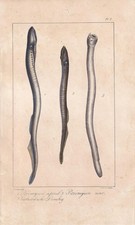 1834 sea lamprey for sale  BIDEFORD