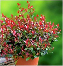 Photinia fraseri little for sale  PRESTON