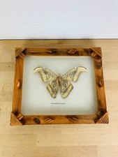 Cadre papillon naturalisé d'occasion Cadre papillon naturalisé d'occasion  Brunstatt