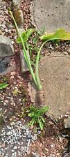 arum lilies for sale  PAIGNTON