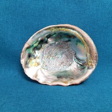 Vtg red abalone for sale  Fort Wayne