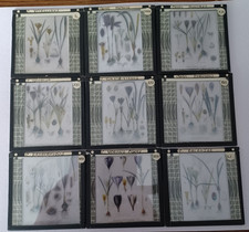 Various coloured crocus for sale  EASTBOURNE