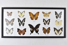 Vintage butterfly moth for sale  NORTHAMPTON