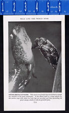 Carnivorous diving beetle for sale  Enterprise