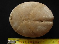 Oursin maastrichtien hemipneus d'occasion Oursin maastrichtien hemipneus d'occasion  La Chapelle-Saint-Luc