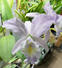 Cattleya rlc. sea for sale  CHELMSFORD