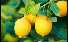 Lemon seeds organic for sale  Miami