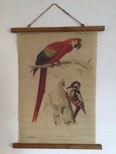 Stoff banner papagei gebraucht kaufen  Kassel