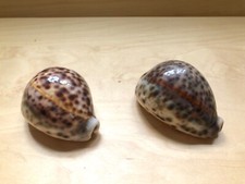 Conchiglie ciprea lavorate usato  Treviglio