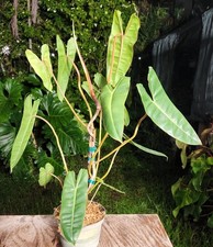 house plants 20 for sale house plants 20 for sale Hollywood