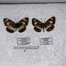Hungarian glider butterfly for sale  CAERNARFON