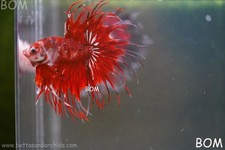Live betta male for sale  Miami