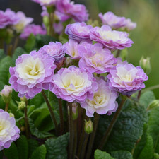 Double primrose primula for sale  WORKSOP