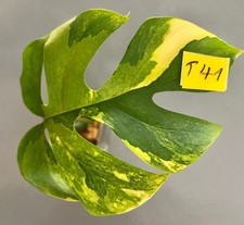 Rhaphidophora tetrasperma aure gebraucht kaufen  Köln