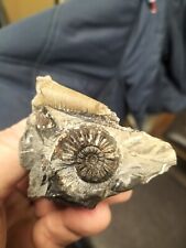 Amaltheus subnodosus belemnite for sale  REDCAR